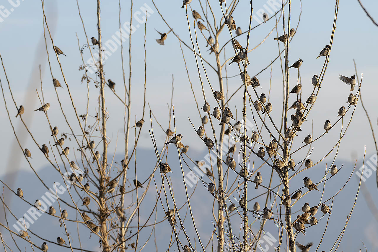树麻雀 Eurasian Tree Sparrow