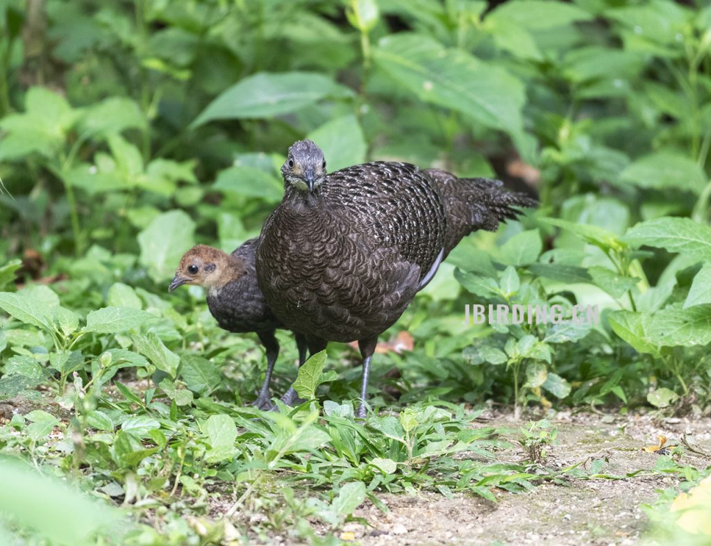 灰孔雀雉 Hainan grey peacock-pheasant