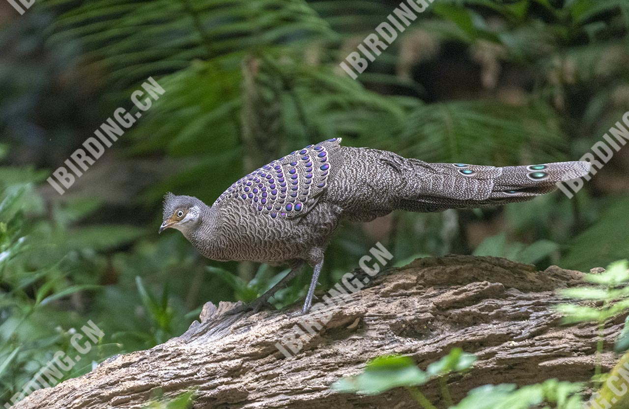 灰孔雀雉 Hainan grey peacock-pheasant