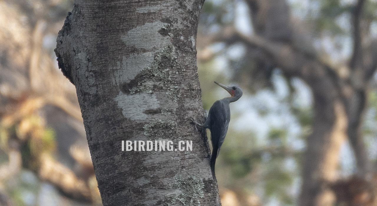 大灰啄木鸟 Great Slaty Woodpecker