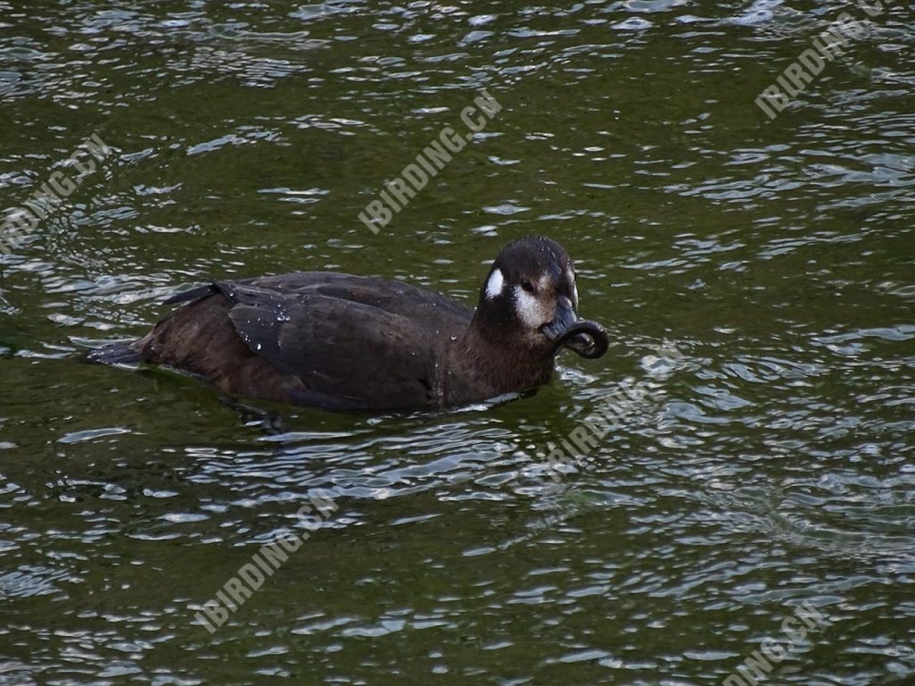 丑鸭 Harlequin Duck