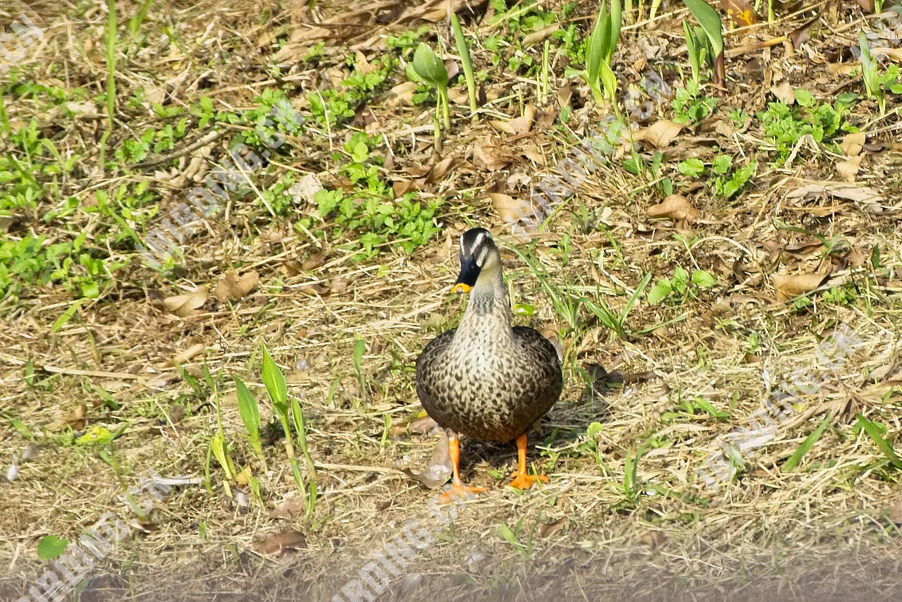 斑嘴鸭 Spot-billed Duck