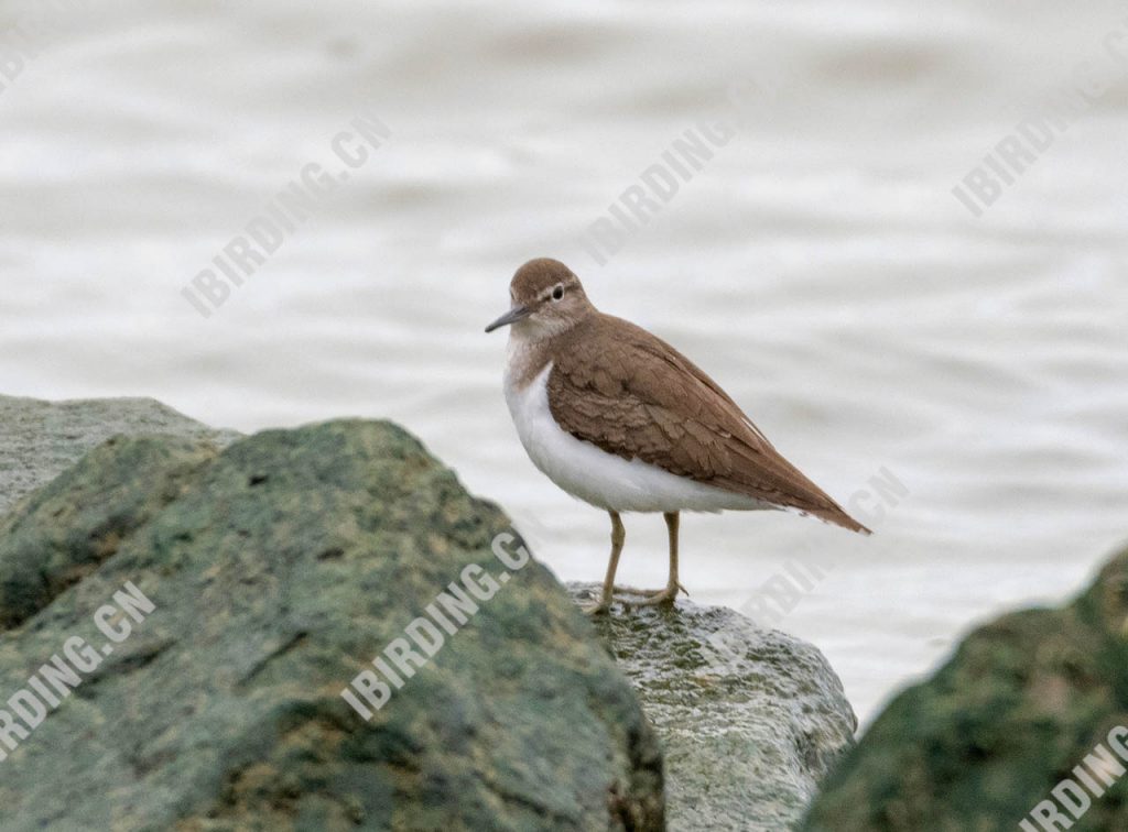 矶鹬 Common Sandpiper