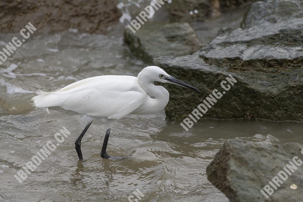 白鹭 Little Egret