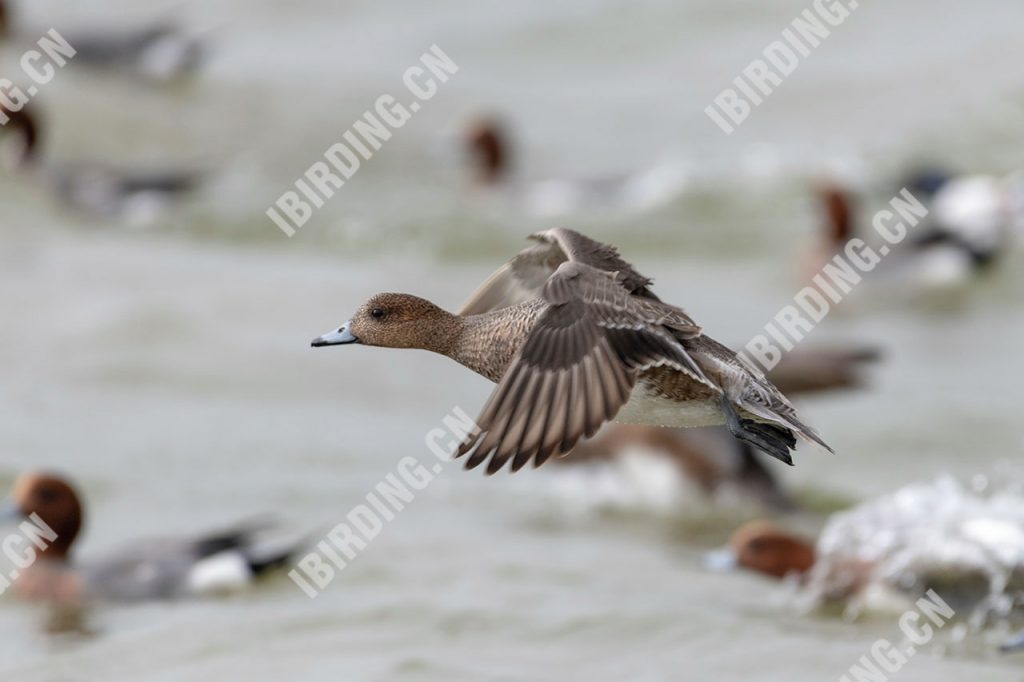 赤颈鸭 Wigeon