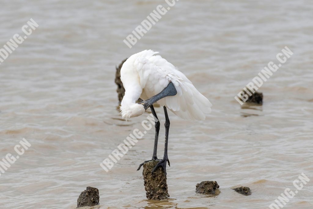 黑脸琵鹭 Black-faced Spoonbill