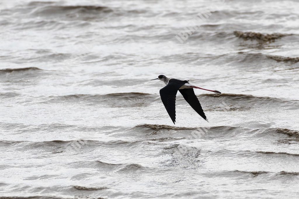 黑翅长脚鹬 Black-winged Stilt