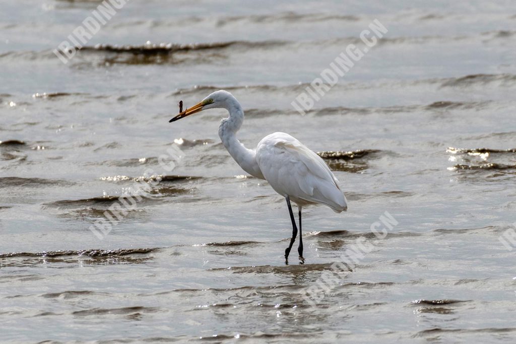 大白鹭 Large Egret