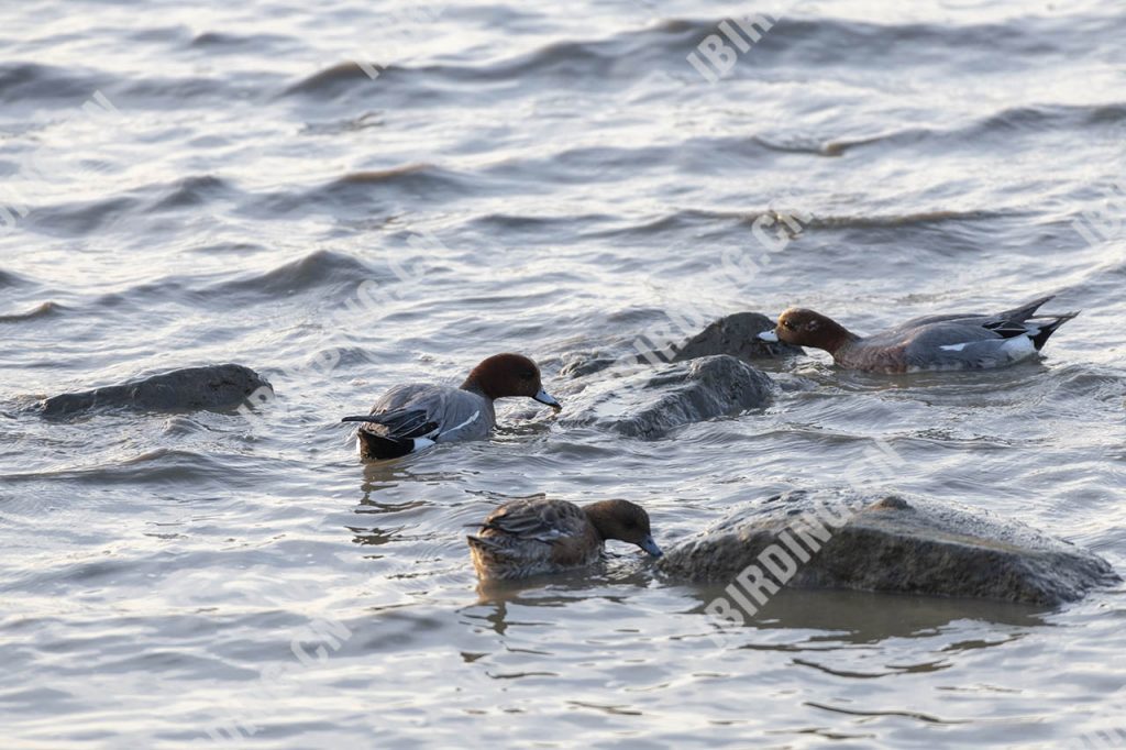 赤颈鸭 Wigeon