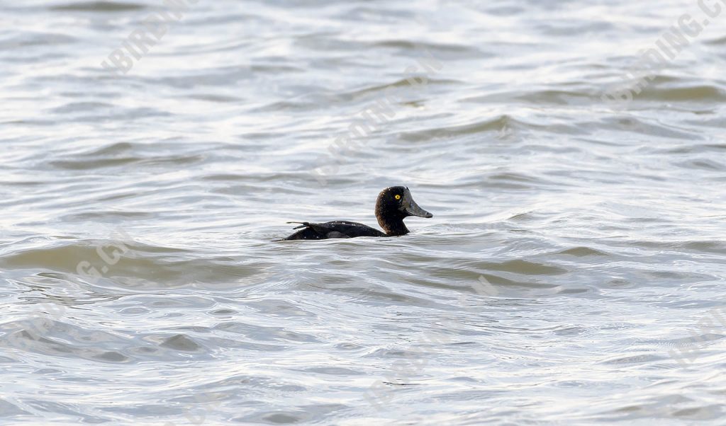 凤头潜鸭 Tufted Duck