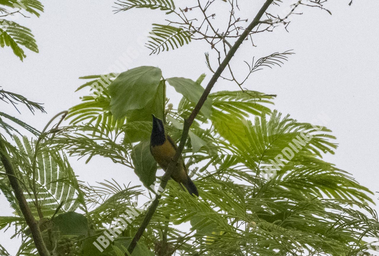 橙腹叶鹎 Orange-bellied Leafbird