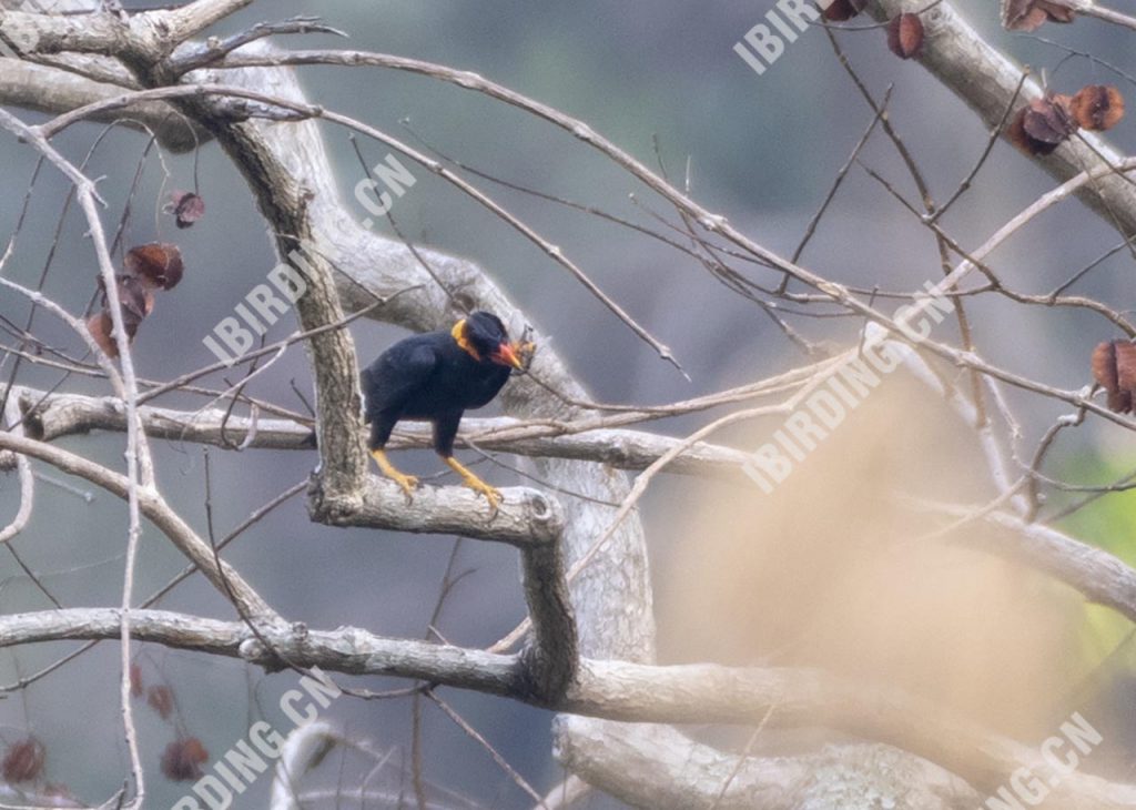 鹩哥 Hill Myna