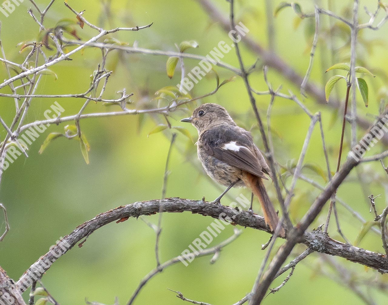 北红尾鸲 Daurian Redstart
