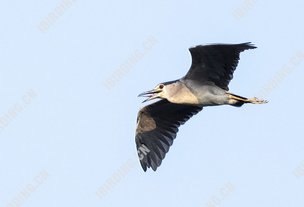 夜鹭 Black-crowned Night-Heron