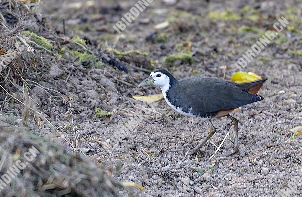 白胸苦恶鸟 White-breasted Waterhen