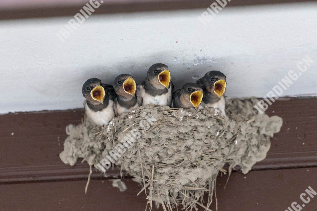 家燕 Barn Swallow