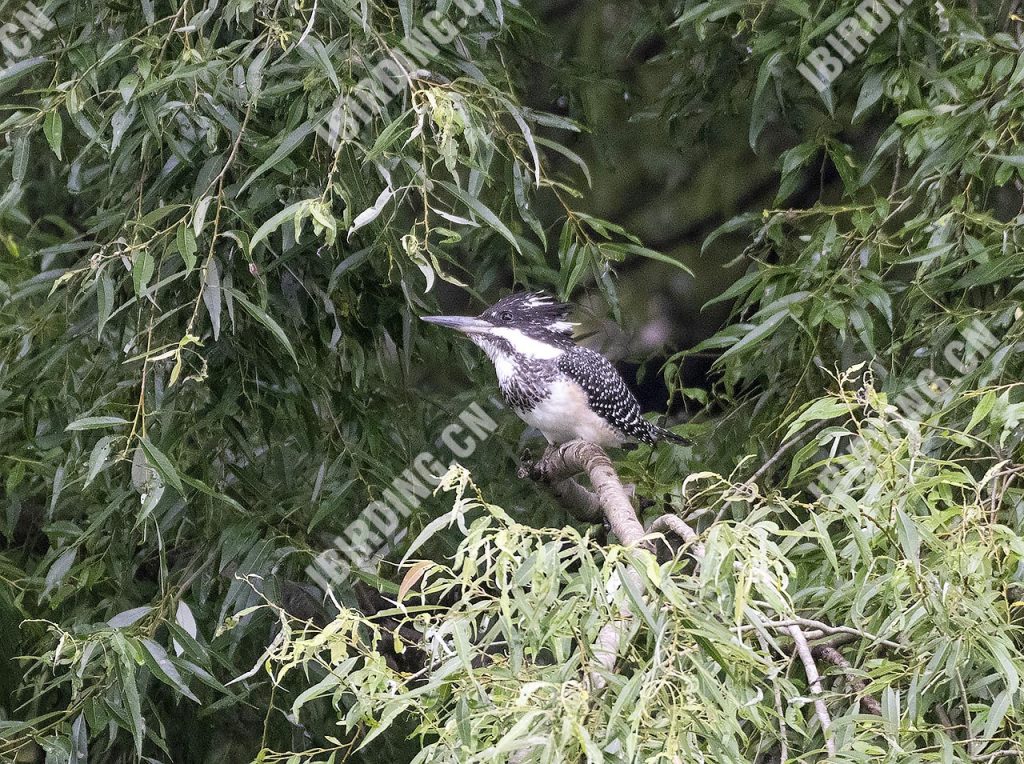 冠鱼狗 Crested Kingfisher