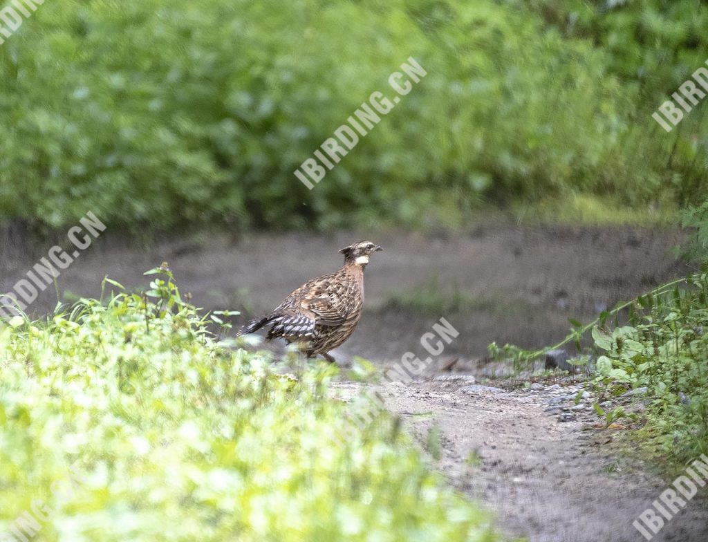 勺鸡 Yellow-necked koklass pheasa