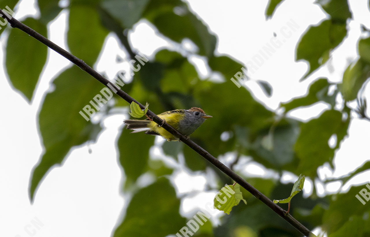 栗头鹟莺 Chestnut-crowned Warbler