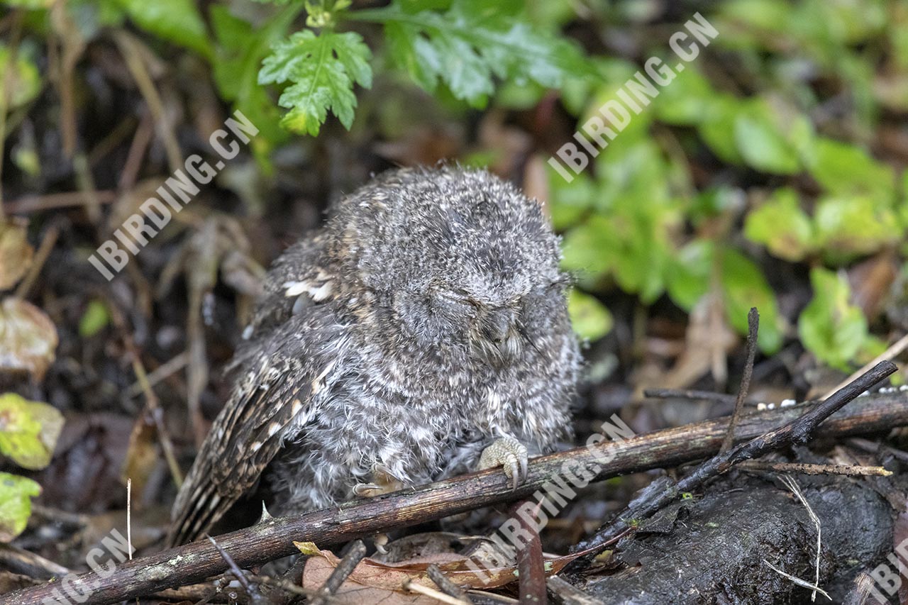 东方角鸮 Oriental Scops Owl