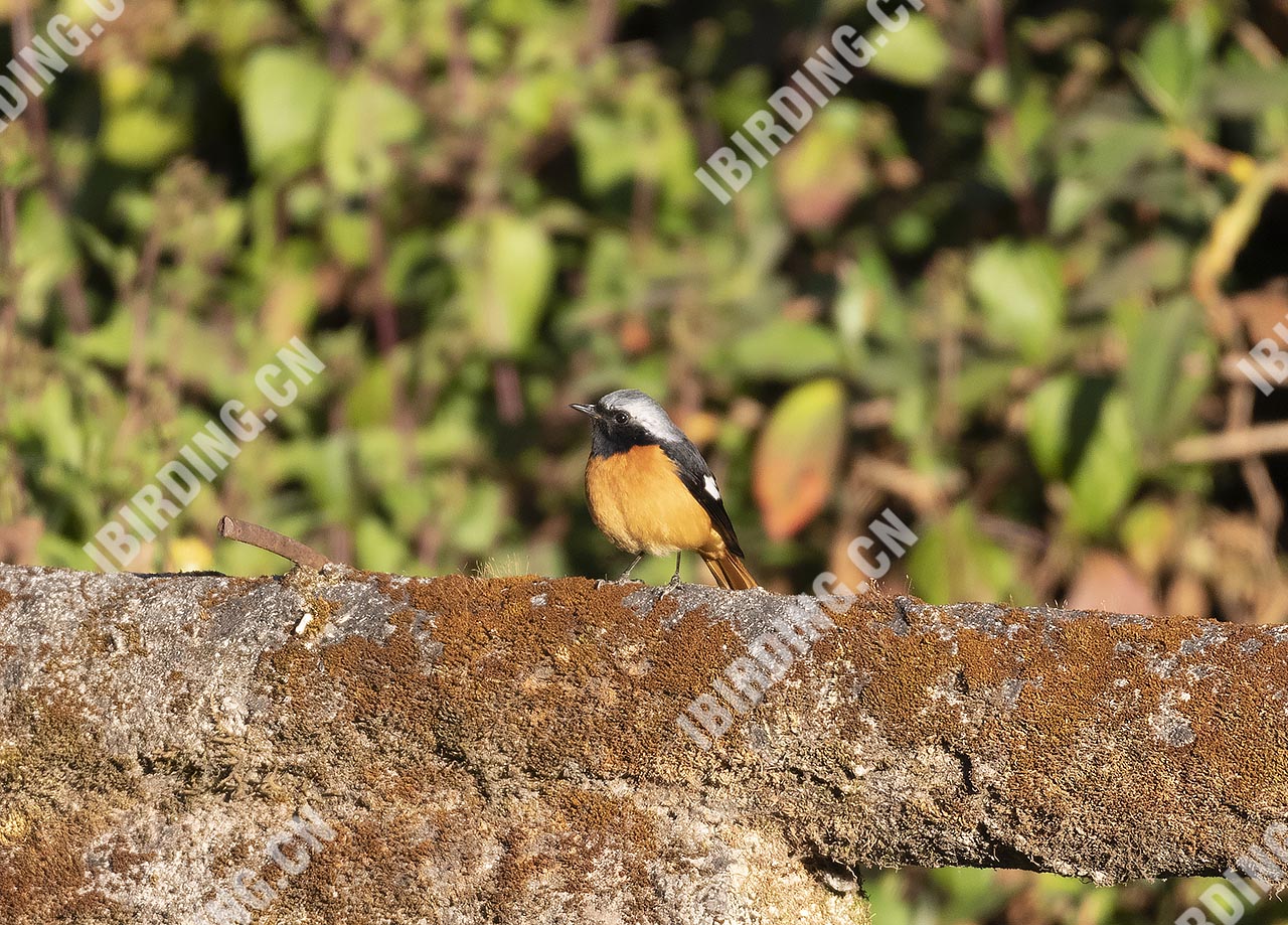 北红尾鸲 Daurian Redstart