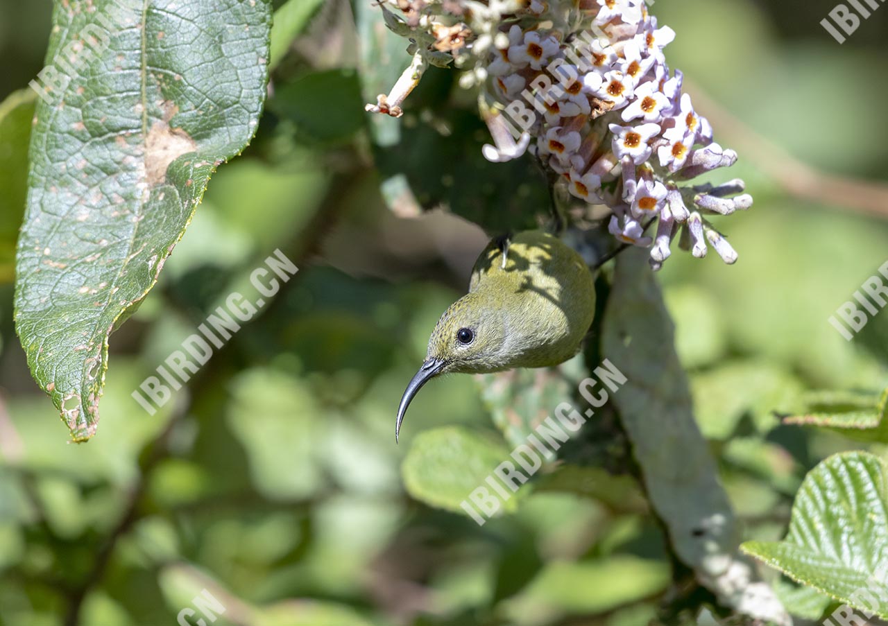 绿喉太阳鸟 Green-thriated Sunbird