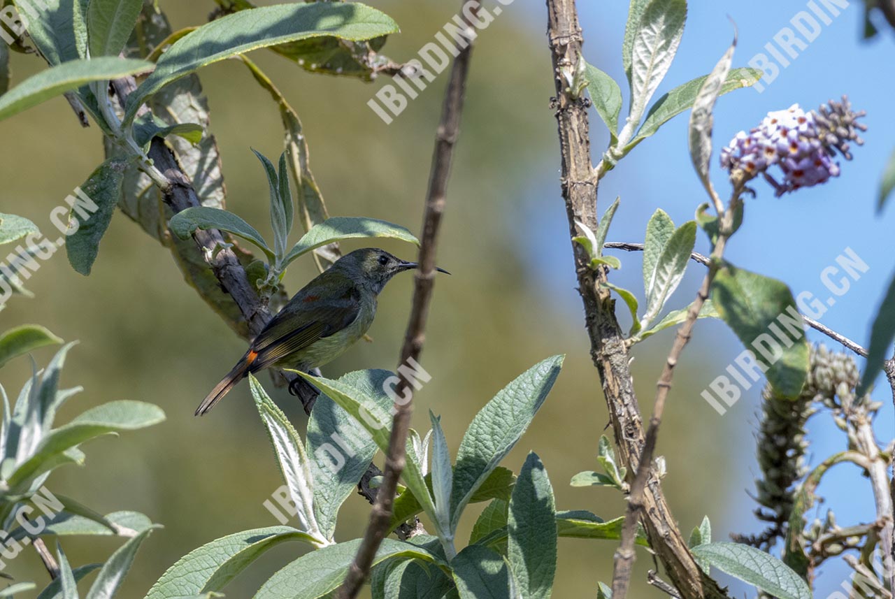 火尾太阳鸟 Fire-tailed Sunbird