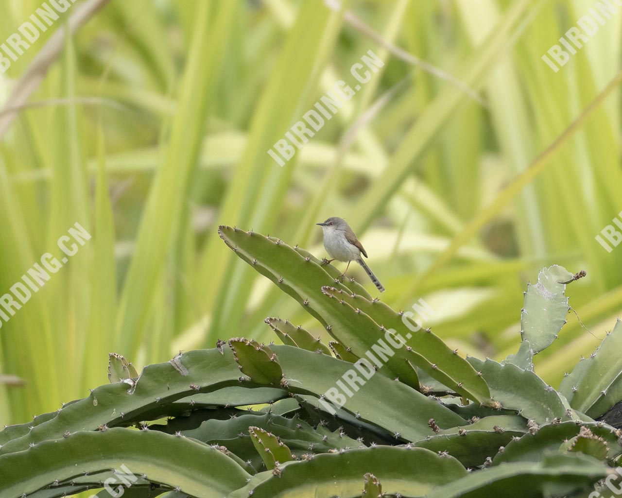 灰胸山鹪莺 Grey-breasted Prinia