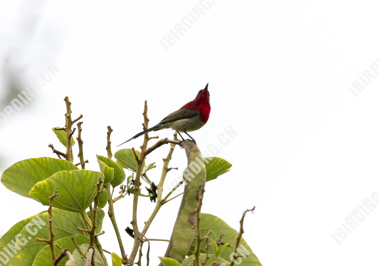 黄腰太阳鸟 Crimson Sunbird
