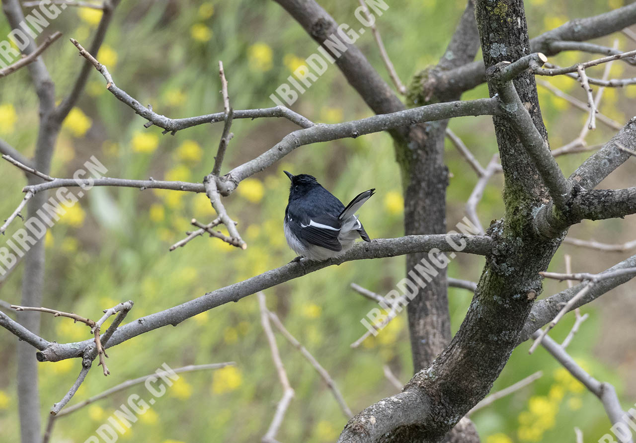 鹊鸲 Oriental Magpie-Robin