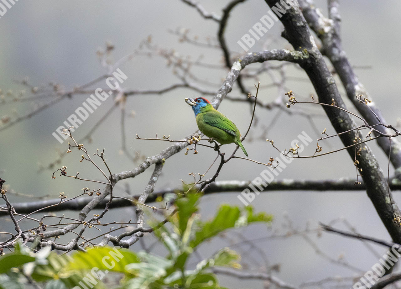 蓝喉拟啄木鸟 Blue-throated Barbet
