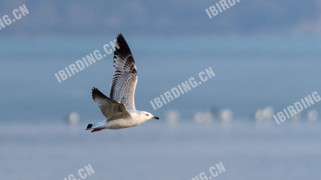 黄脚银鸥 Yellow-legged Gull