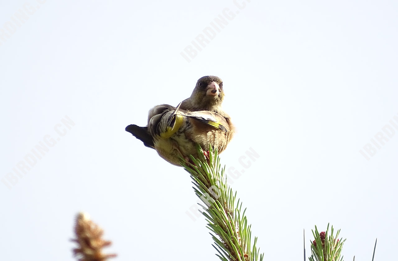 金翅雀 Grey-capped Greenfinch