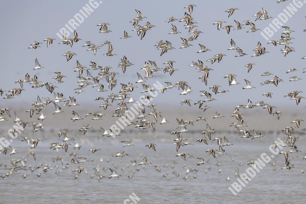 黑腹滨鹬 Dunlin