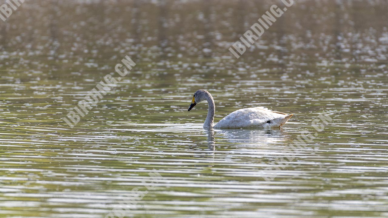 小天鹅 Whistling Swan