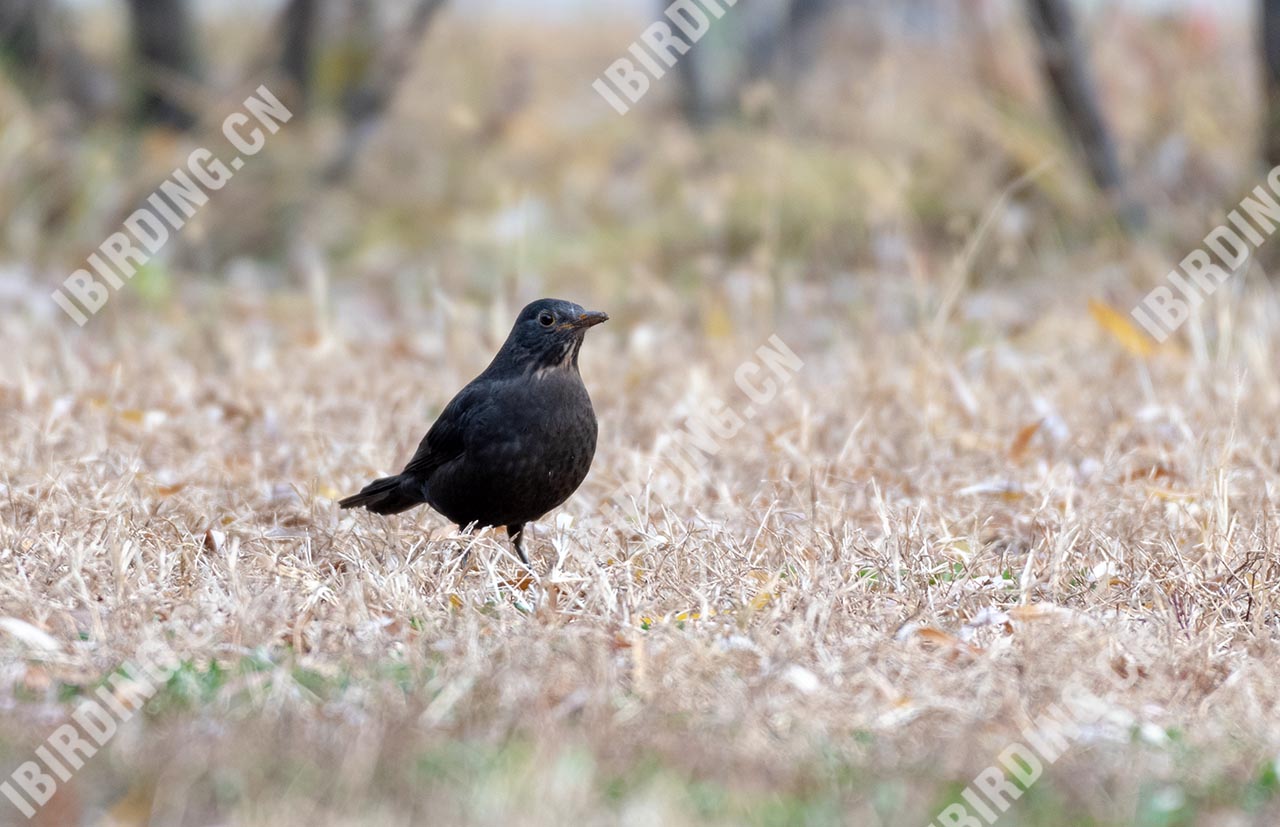 乌鸫 Eurasian Blackbird