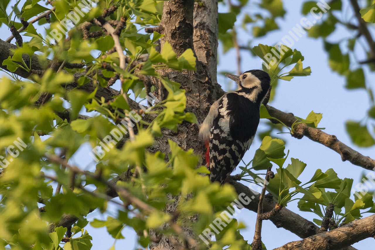 大斑啄木鸟 Great Spotted Woodpecker