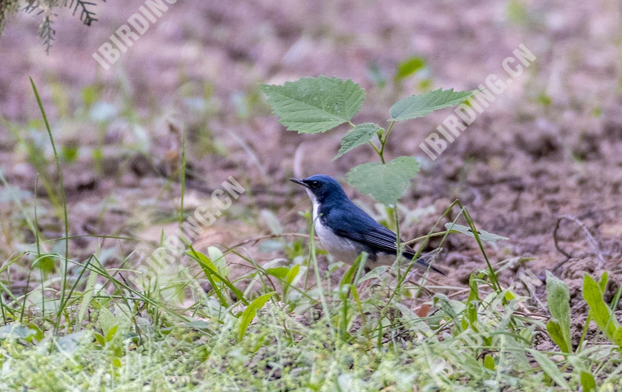 蓝歌鸲 Siberian Blue Robin 雄鸟