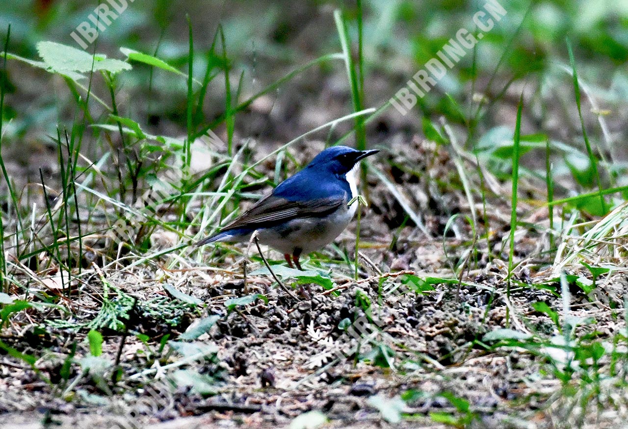 蓝歌鸲 Siberian Blue Robin