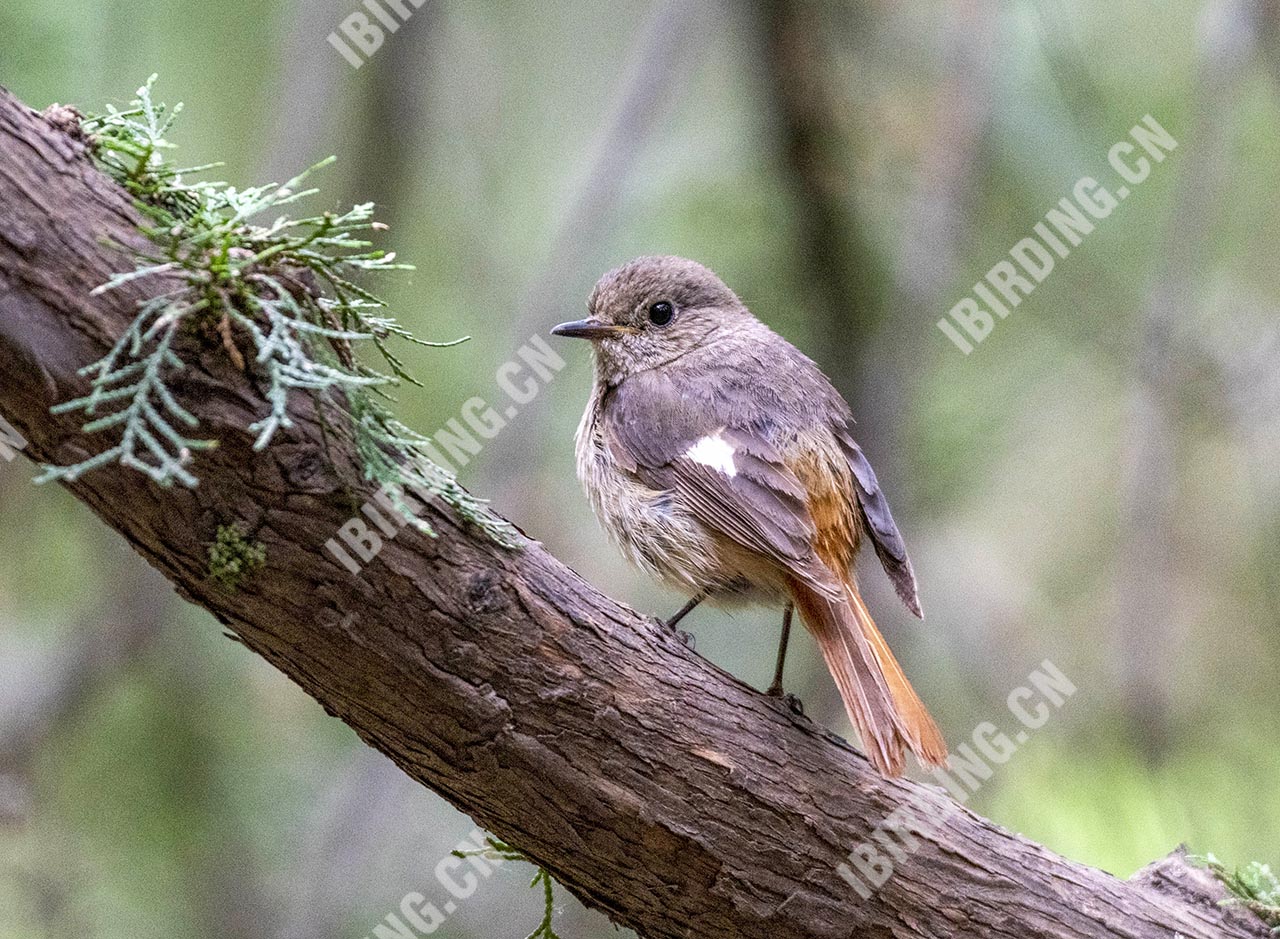北红尾鸲 Daurian Redstart 雌鸟