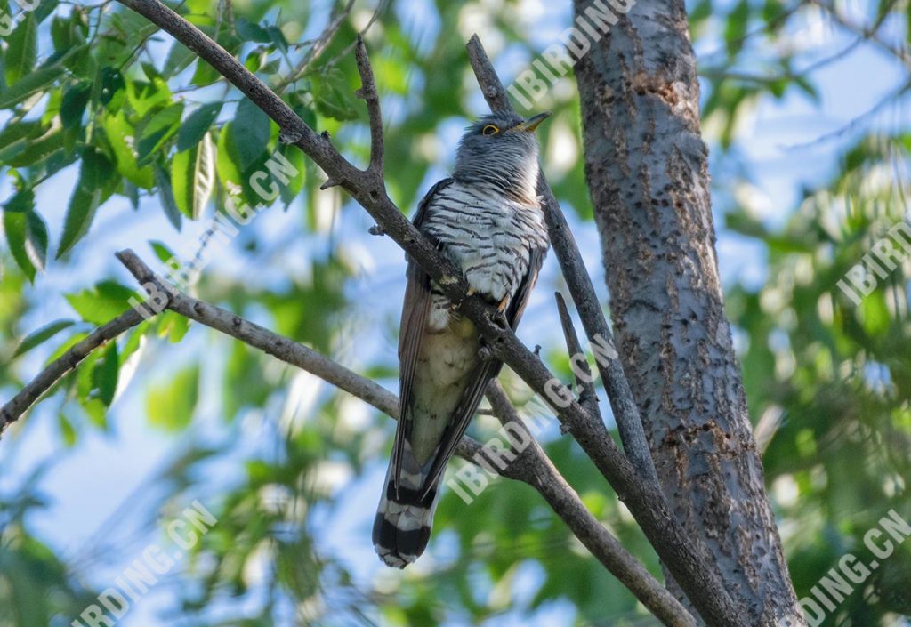 四声杜鹃 Indian Cuckoo