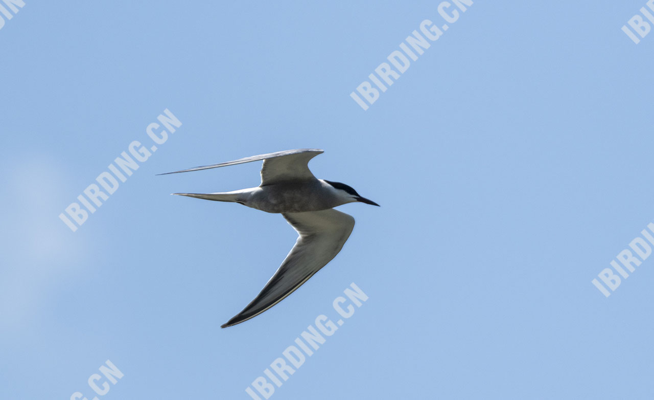 普通燕鸥 Common Tern