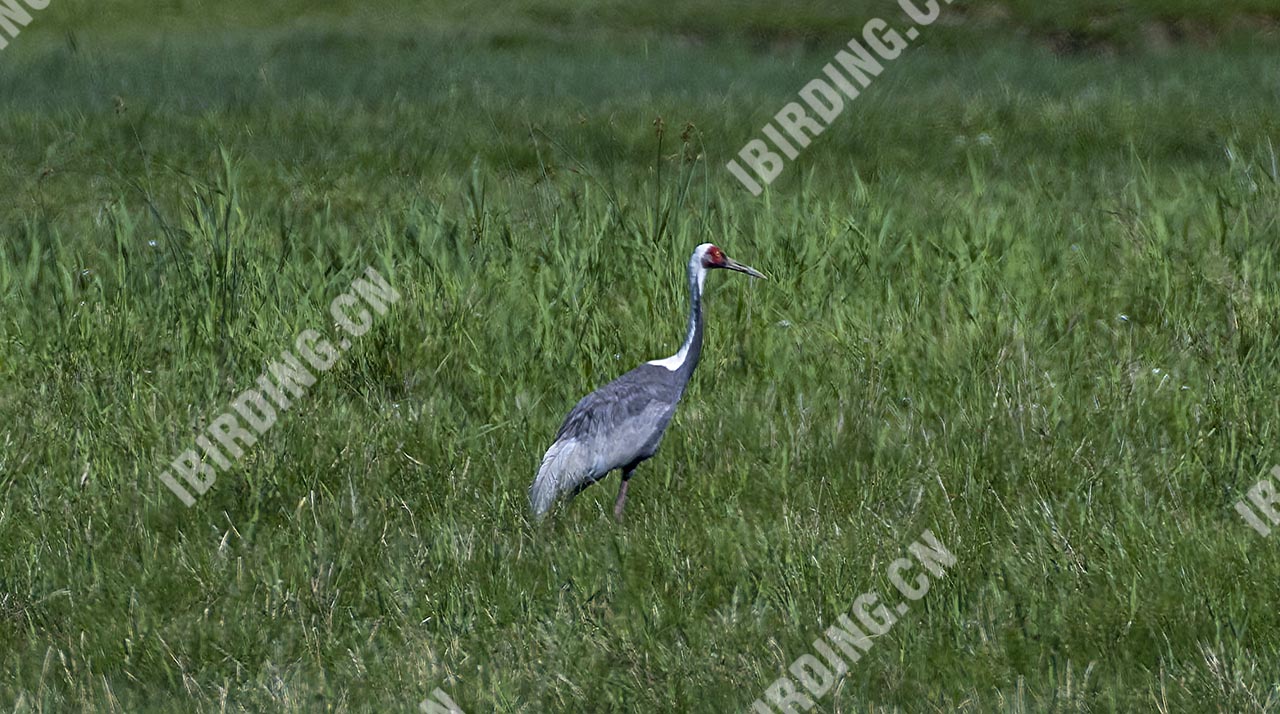白枕鹤 White-naped Crane