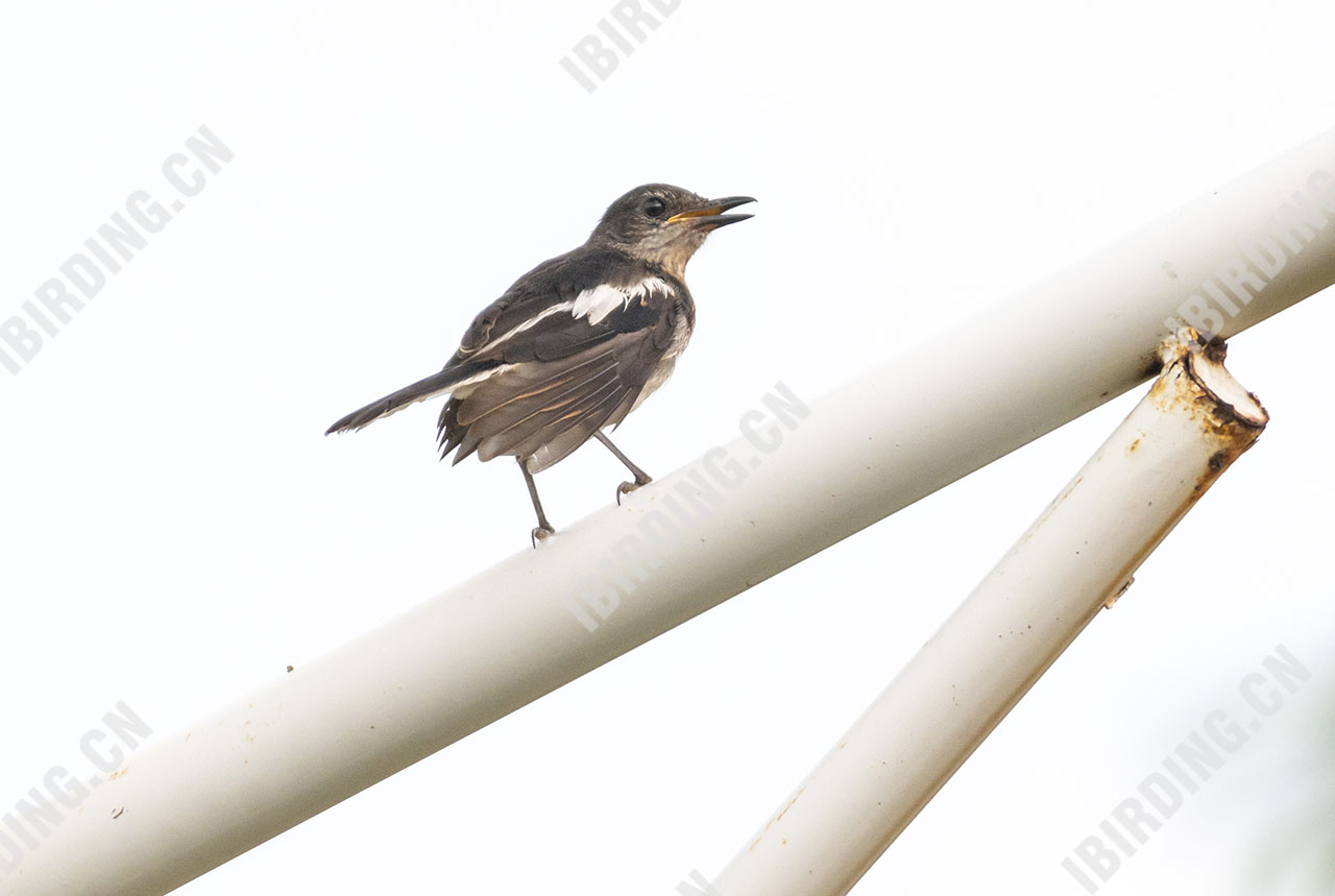 鹊鸲 Oriental Magpie-Robin（亚成鸟）