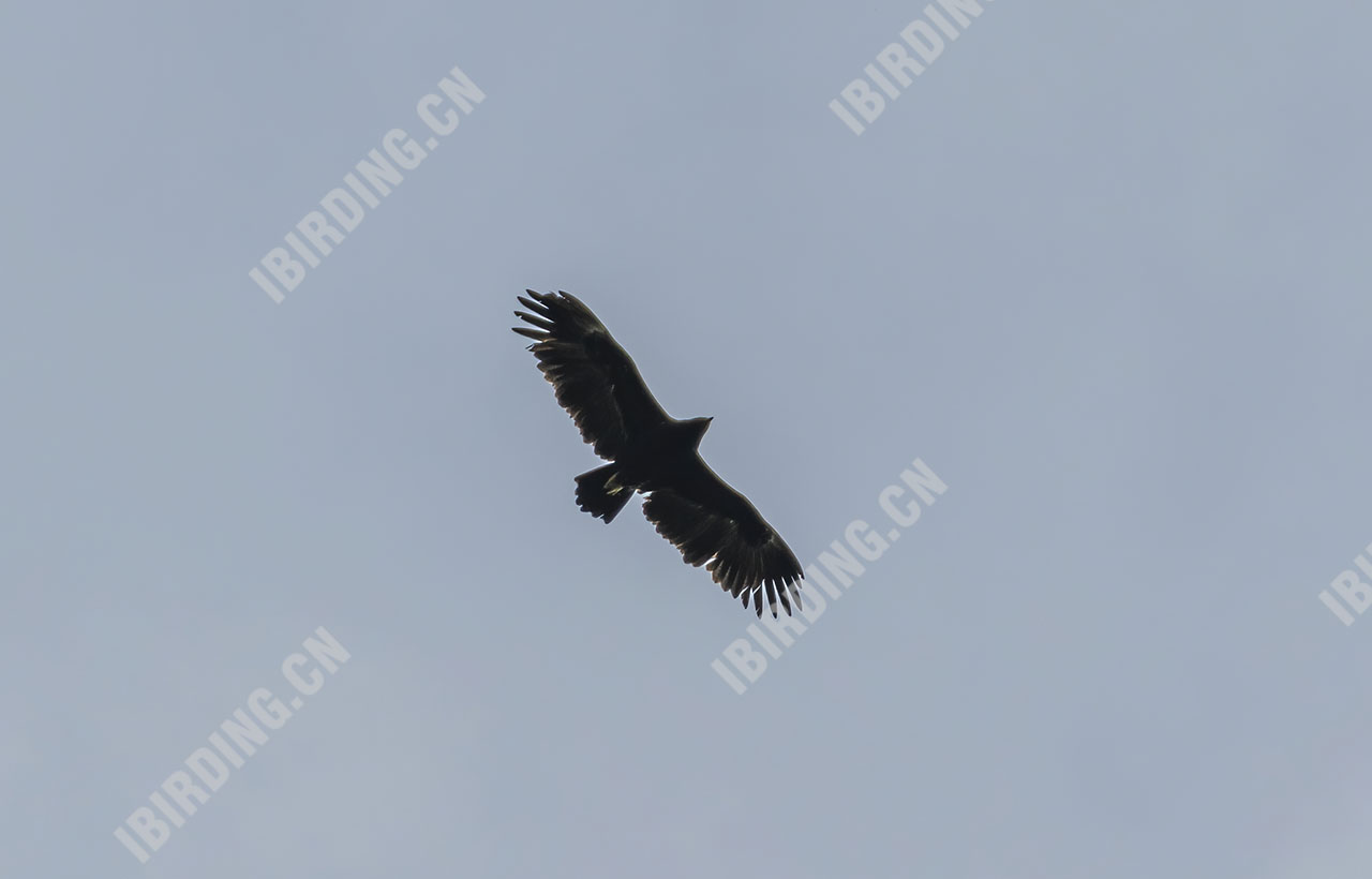 乌雕 Greater Spotted Eagle