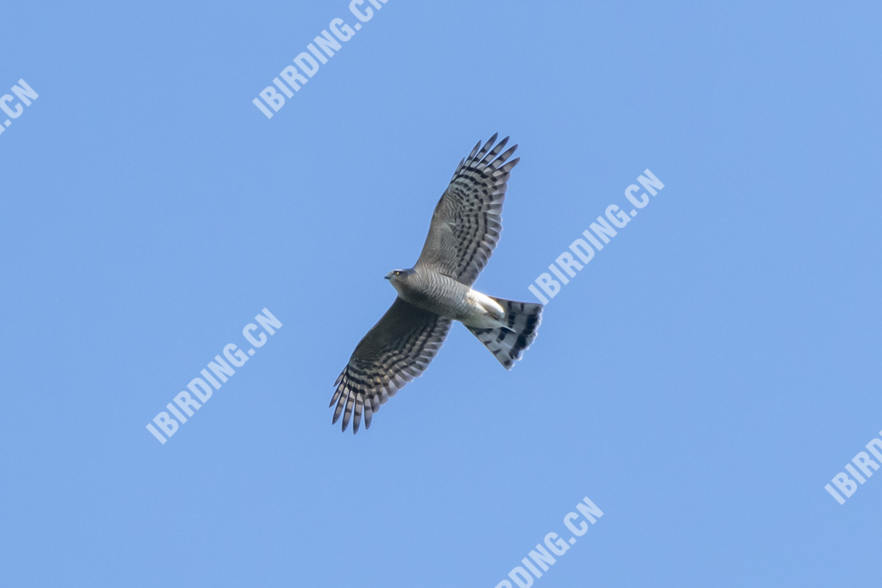 雀鹰 Eurasian Sparrowhawk