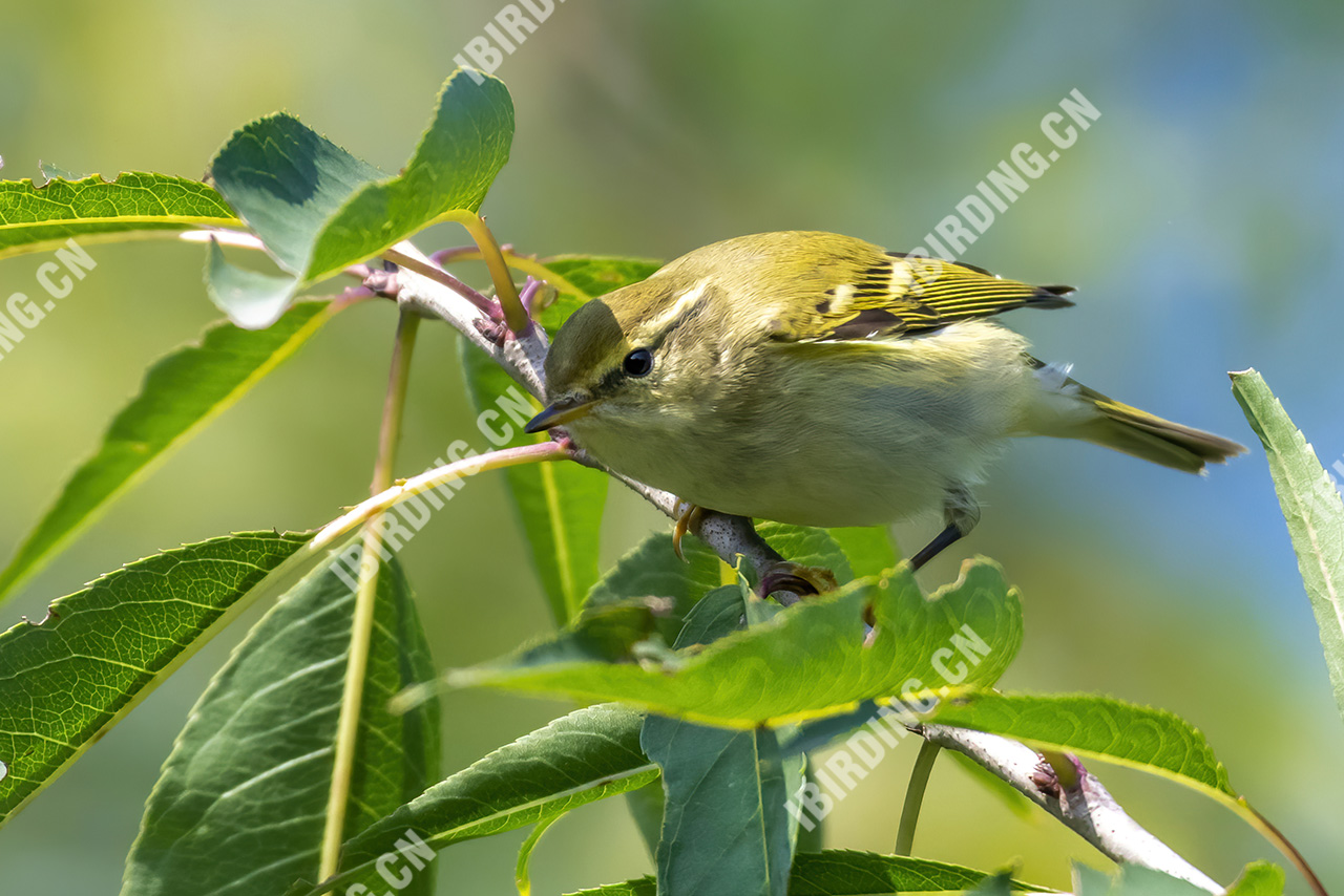 黄眉柳莺 Yellow-browed Warbler