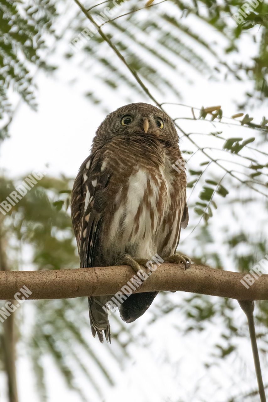 斑头鸺鹠 Barred Owlet