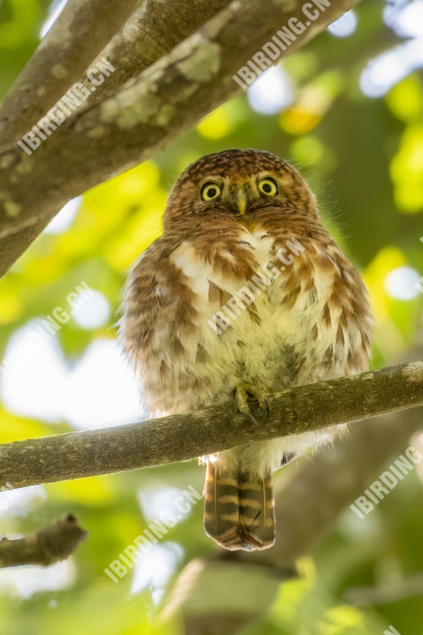 领鸺鹠 Collared Owlet