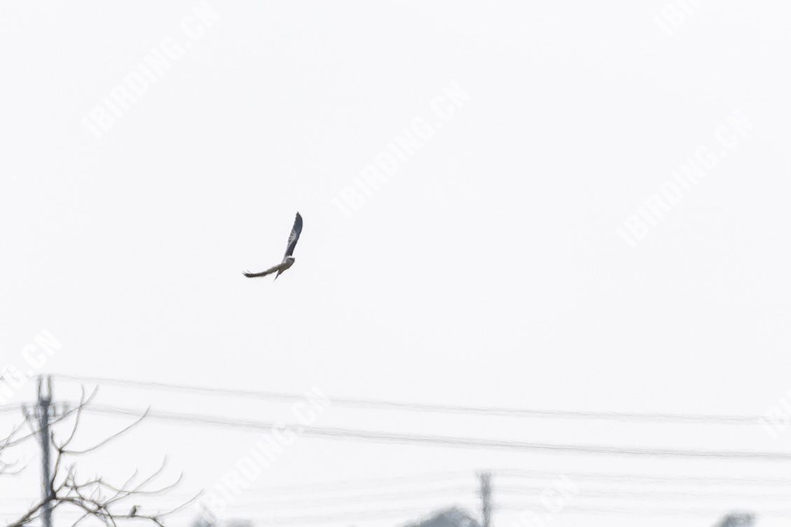黑翅鸢 Black-winged Kite